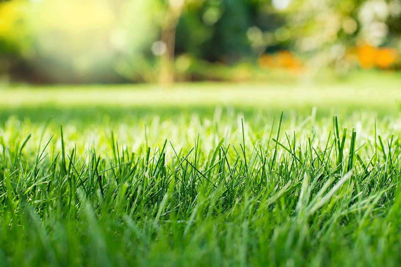Drought-tolerant turf in Marina, CA